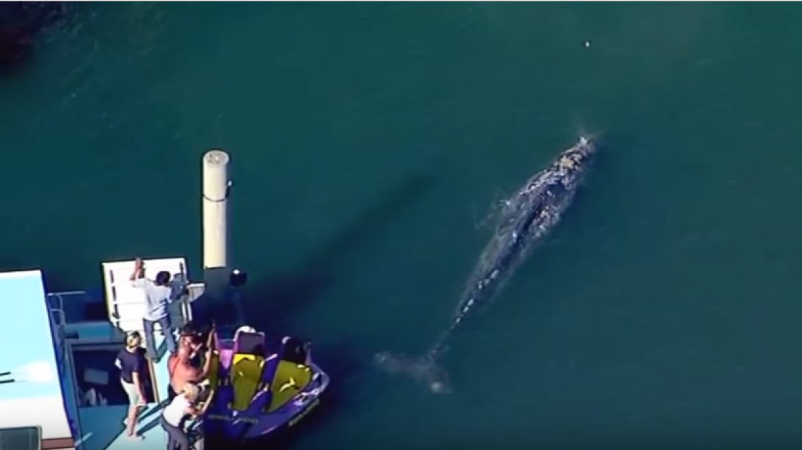 Εκπληκτικό βίντεο: Γκρι φάλαινα κολυμπά μόλις 10 μέτρα από την παραλία